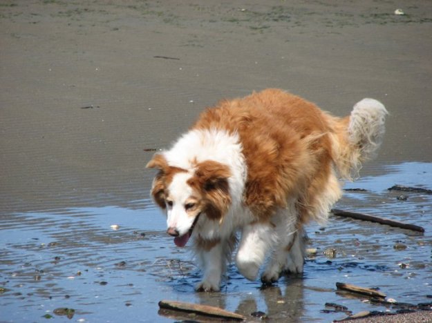 Jake on the Beach