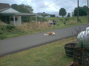 Hey Dad! Wanna see me bring a school bus to a complete halt?