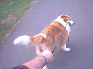 you ARE taking me for a walk