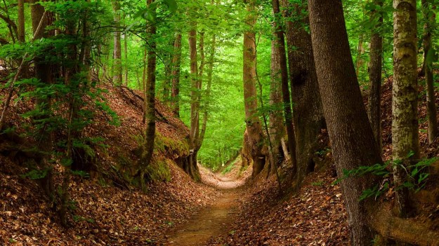 middle-tennessee-walking-trails-near-hideaway-at-arrington-include-the-Natchez-trace-national-scenic-trail